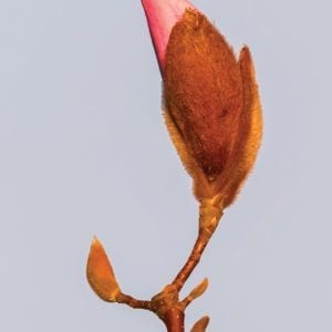magnolia chapbook